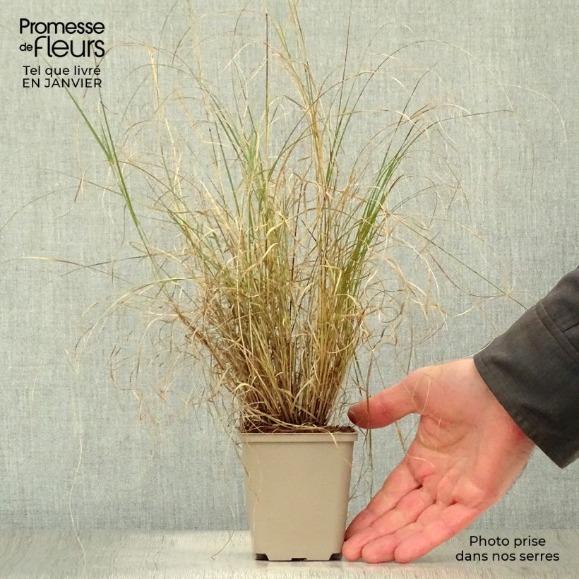 Bouteloua gracilis Vasetto da 8/9 cm esemplare consegnato in inverno