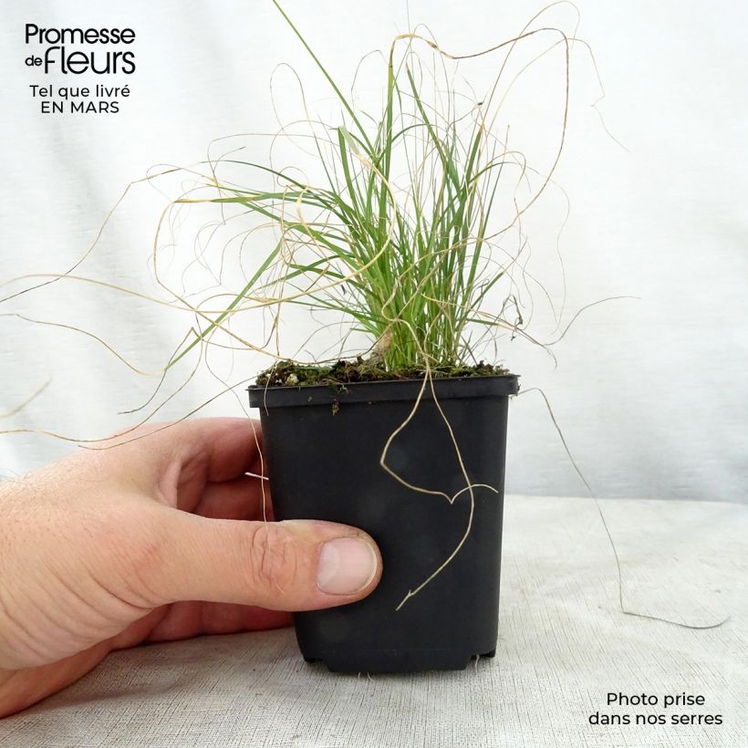 Bouteloua gracilis Vasetto da 8/9 cm esemplare consegnato in primavera