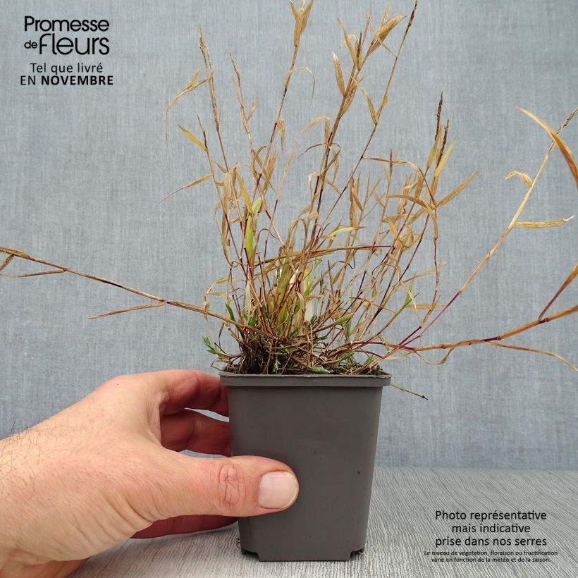 Esemplare di Brachypodium sylvaticum - Paleo silvestre Vasetto da 8/9 cm come consegnato in autunno