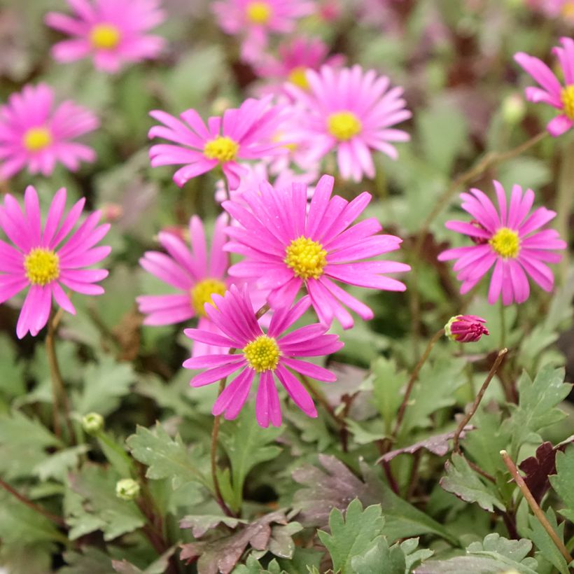 Brachyscome Fresco Bright Pink - Brascicome (Fioritura)