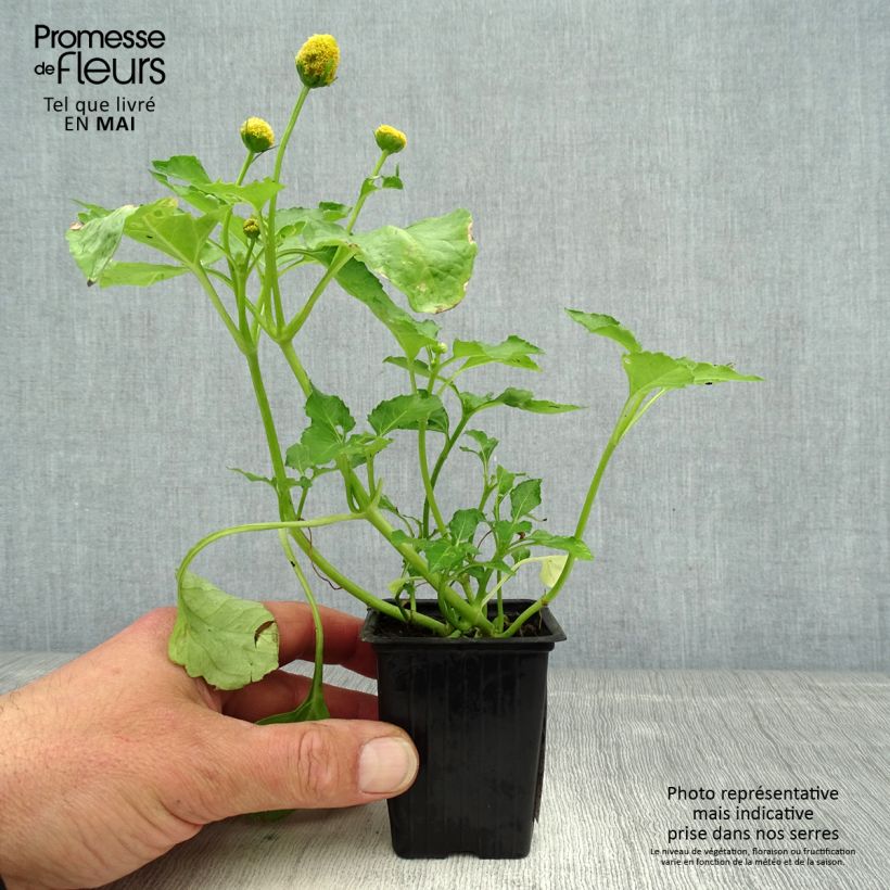 Acmella oleracea Crescione del Brasile Vasetto da 7/8 cm esemplare consegnato in primavera