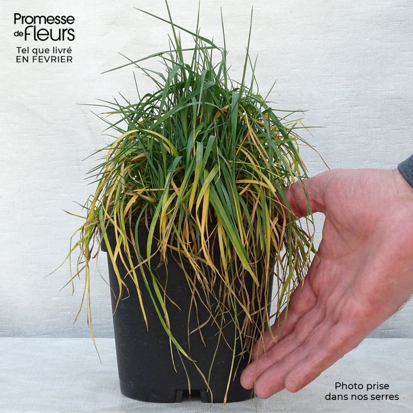 Briza media - Sonaglini comuni Vaso da 2L/3L esemplare consegnato in inverno