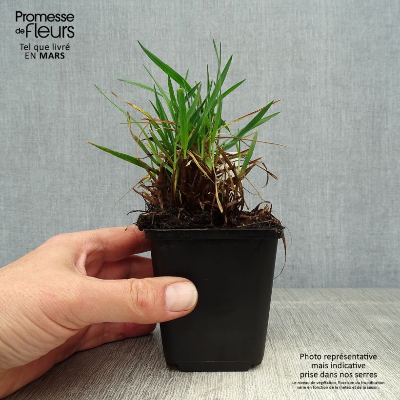 Briza media Limouzi - Sonaglini comuni Vasetto da 8/9 cm esemplare consegnato in primavera