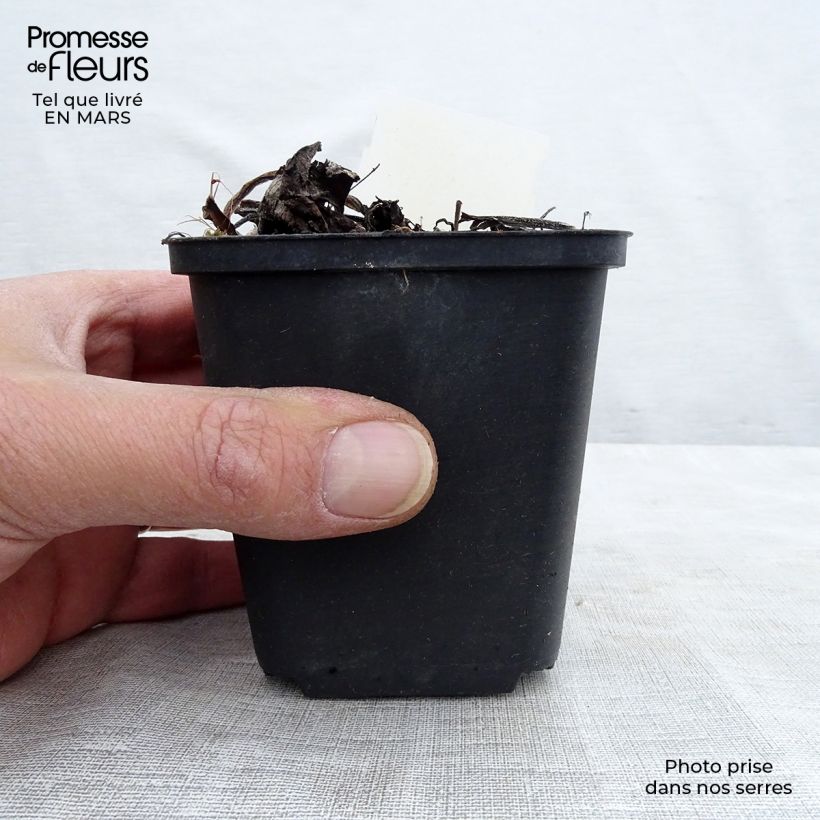 Brunnera macrophylla Variegata Vasetto da 8/9 cm esemplare consegnato in primavera