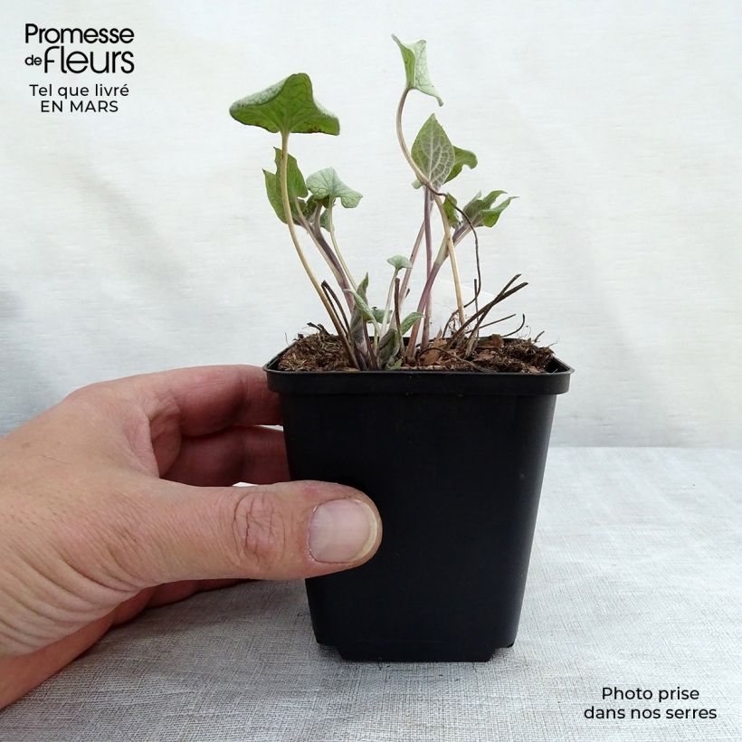 Brunnera macrophylla Alexander's Great Vasetto da 8/9 cm esemplare consegnato in inverno