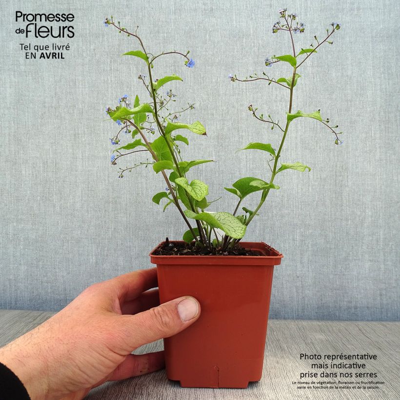 Brunnera macrophylla Alexander's Great Vaso da 1L/1,5L esemplare consegnato in primavera