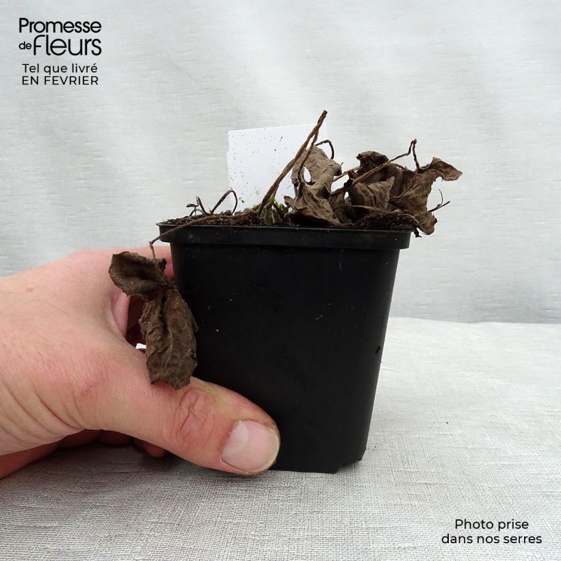 Brunnera macrophylla Betty Bowring Vasetto da 8/9 cm esemplare consegnato in inverno