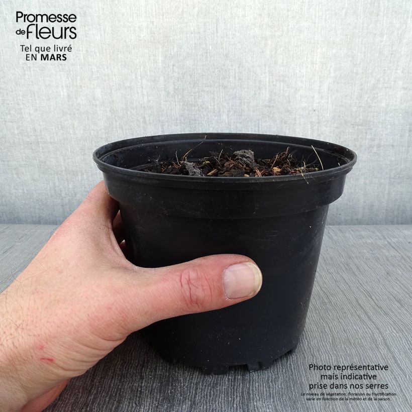 Brunnera macrophylla Betty Bowring Vaso da 2L/3L esemplare consegnato in inverno