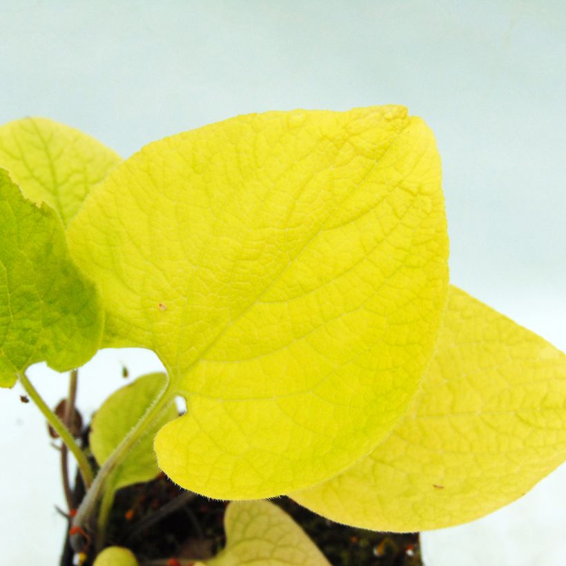Brunnera macrophylla Diane's Gold (Fogliame)