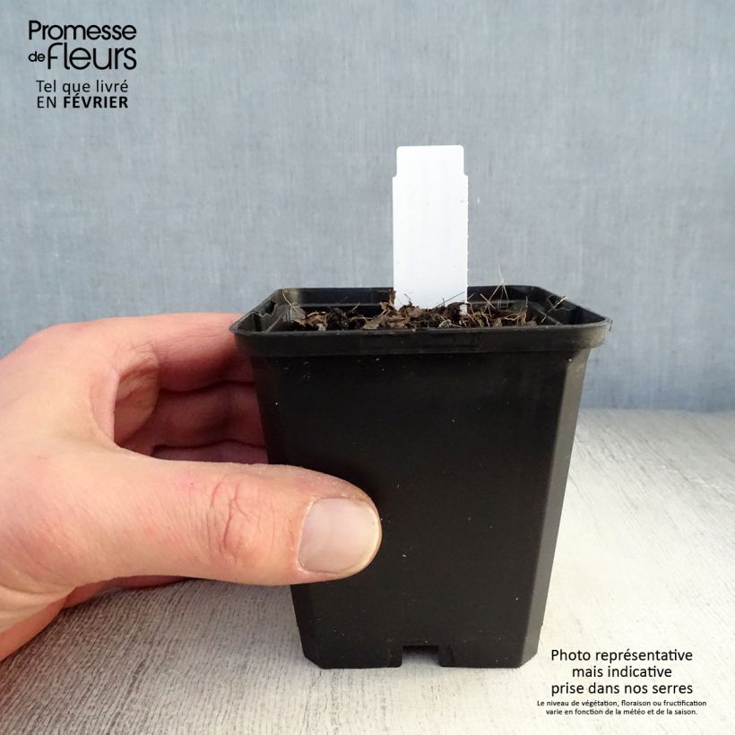 Brunnera macrophylla Emerald Mist Vasetto da 8/9 cm esemplare consegnato in inverno