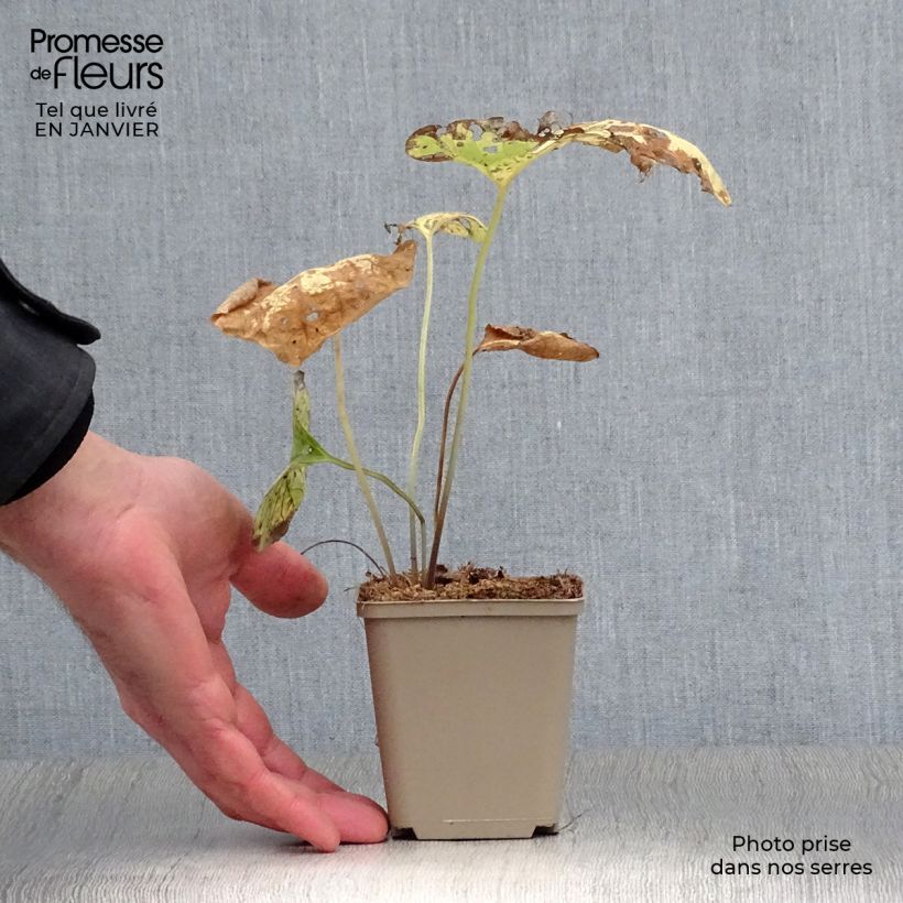 Brunnera macrophylla Hadspen Cream Vasetto da 8/9 cm esemplare consegnato in inverno