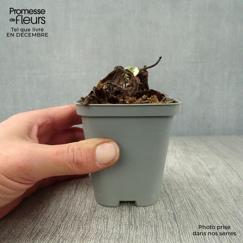 Brunnera macrophylla Jack Frost Vasetto da 7/8 cm esemplare consegnato in inverno