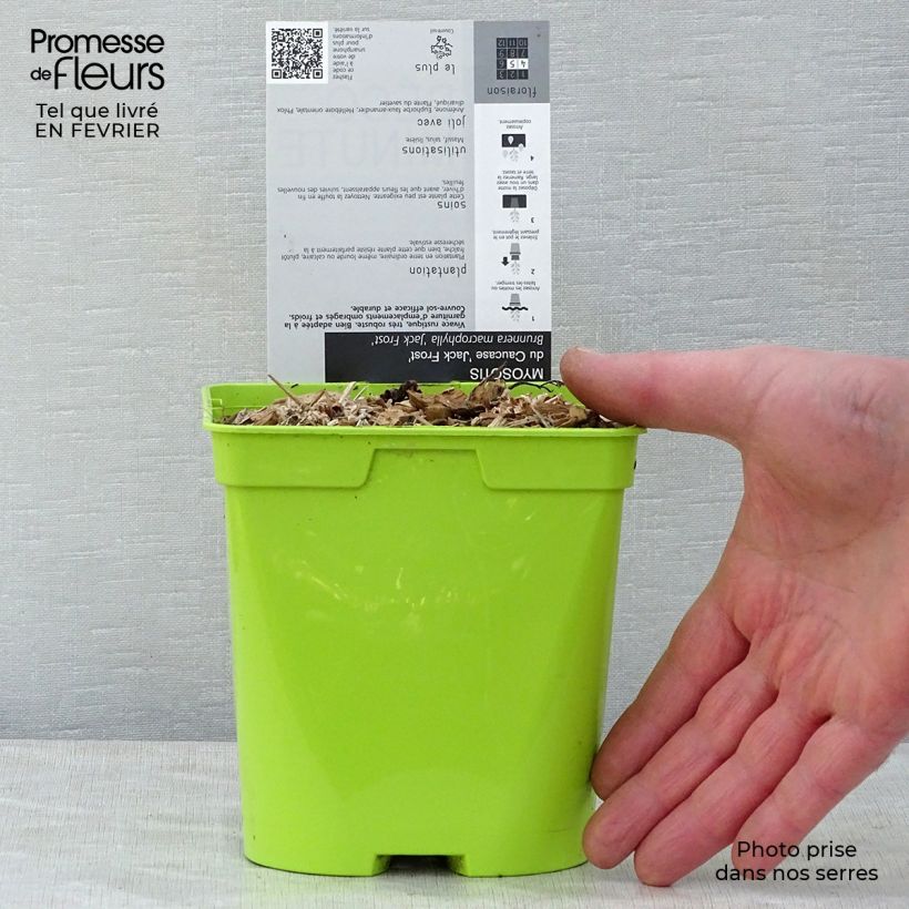 Brunnera macrophylla Jack Frost Vaso da 2L/3L esemplare consegnato in inverno