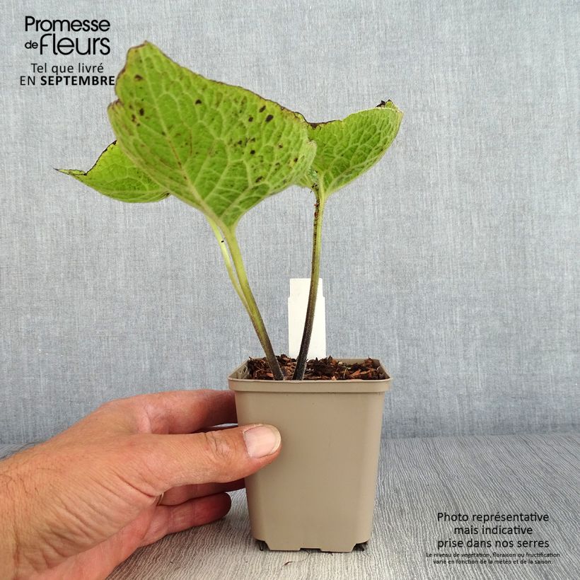 Esemplare di Brunnera macrophylla Jack of Diamonds Vasetto da 8/9 cm come consegnato in autunno