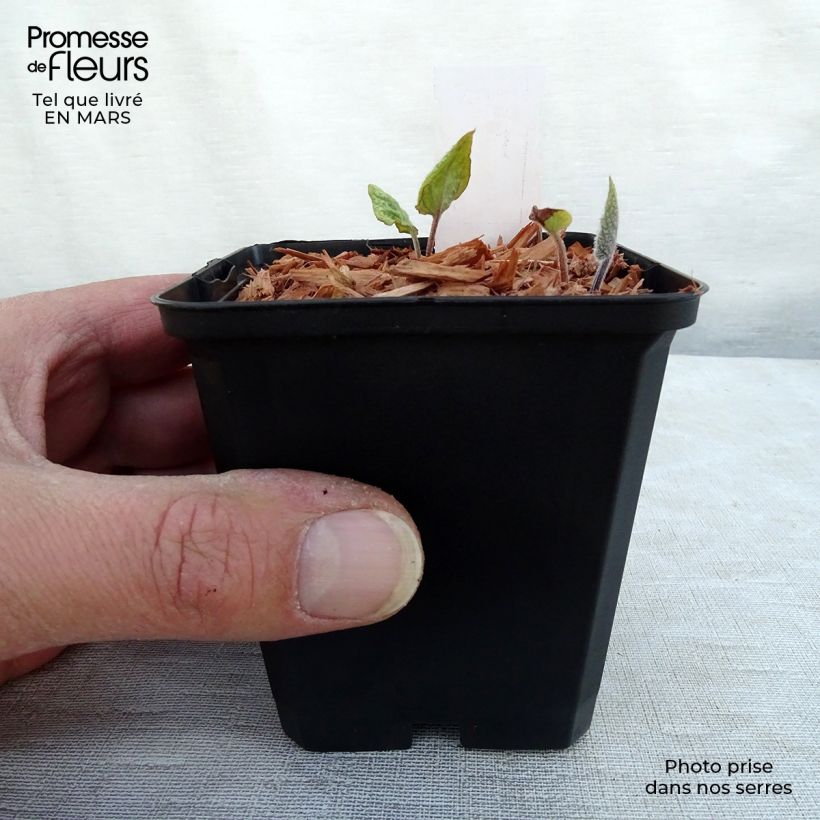 Brunnera macrophylla Jack's Gold Vasetto da 8/9 cm esemplare consegnato in inverno