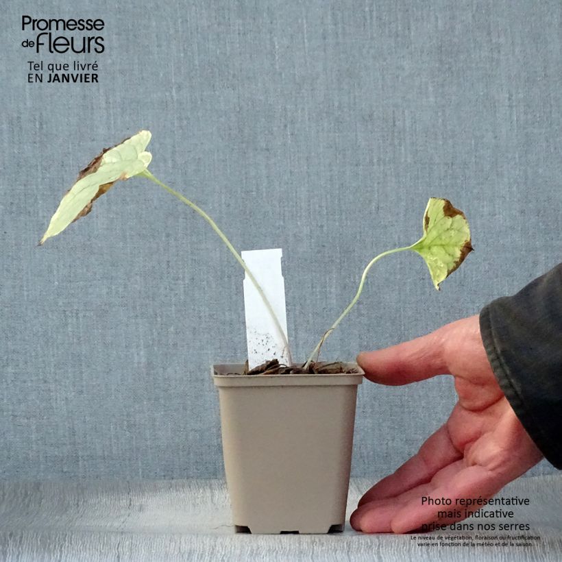 Brunnera macrophylla King's Ramson Vasetto da 8/9 cm esemplare consegnato in inverno