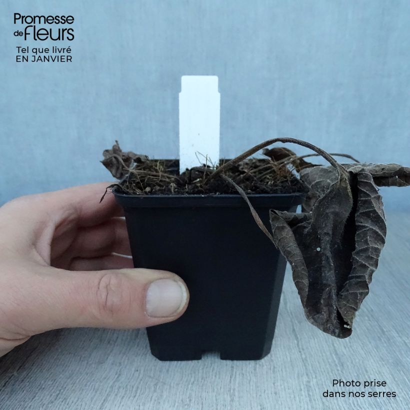 Brunnera macrophylla Langtrees Vasetto da 8/9 cm esemplare consegnato in inverno