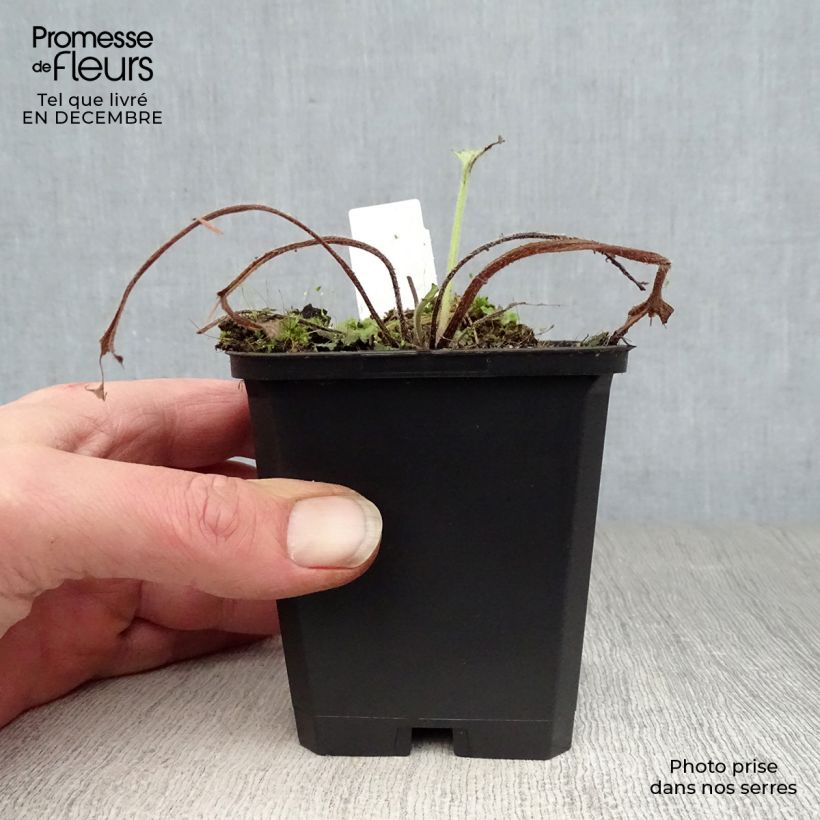 Brunnera macrophylla Looking Glass Vasetto da 8/9 cm esemplare consegnato in inverno