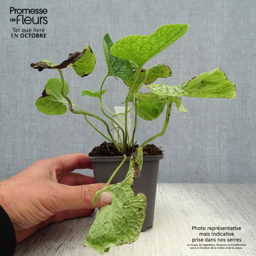 Esemplare di Brunnera macrophylla Mr Morse Vasetto da 8/9 cm come consegnato in autunno