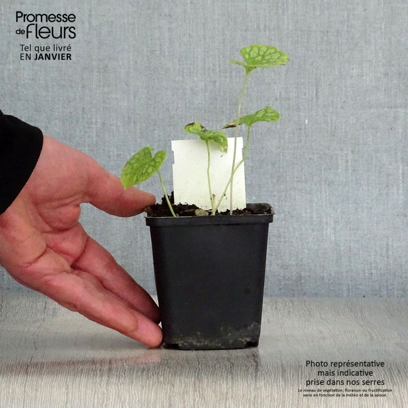 Brunnera macrophylla Mr Morse Vasetto da 8/9 cm esemplare consegnato in inverno