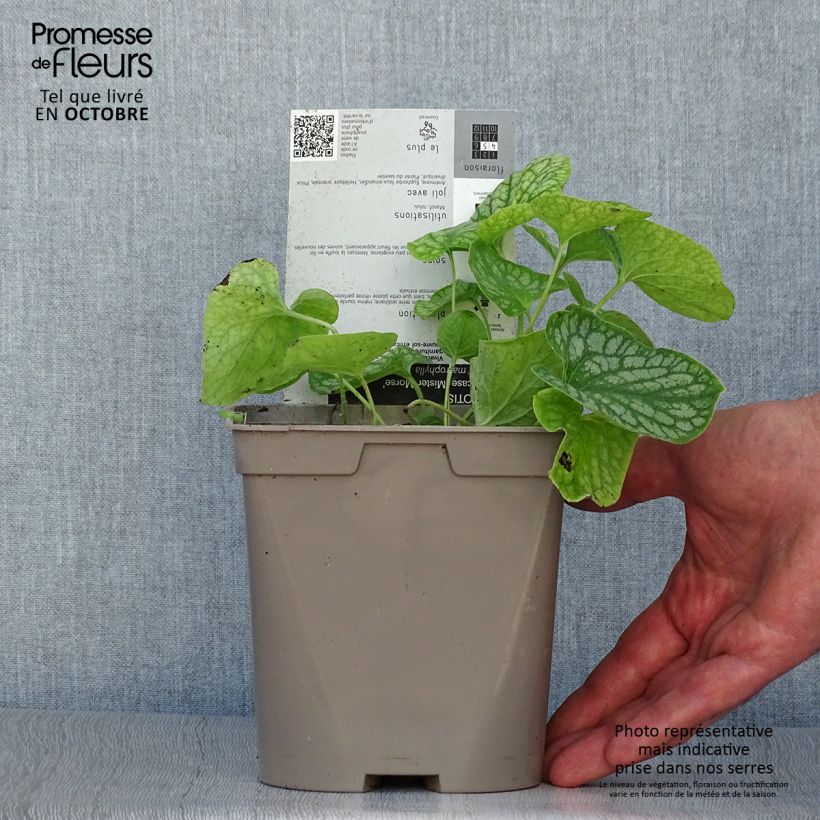 Esemplare di Brunnera macrophylla Mr Morse Vaso da 2L/3L come consegnato in autunno
