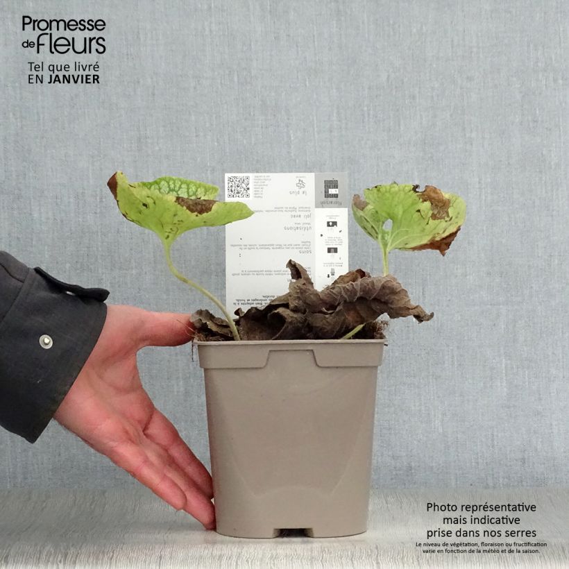 Brunnera macrophylla Mr Morse Vaso da 2L/3L esemplare consegnato in inverno