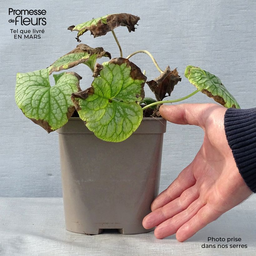 Brunnera macrophylla Mr Morse Vaso da 2L/3L esemplare consegnato in primavera