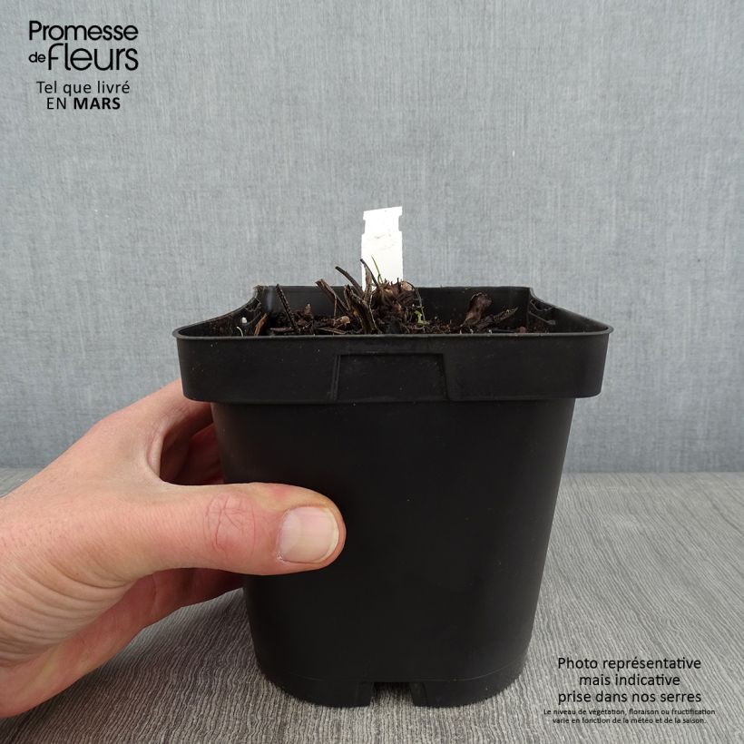 Brunnera macrophylla Vaso da 2L/3L esemplare consegnato in inverno