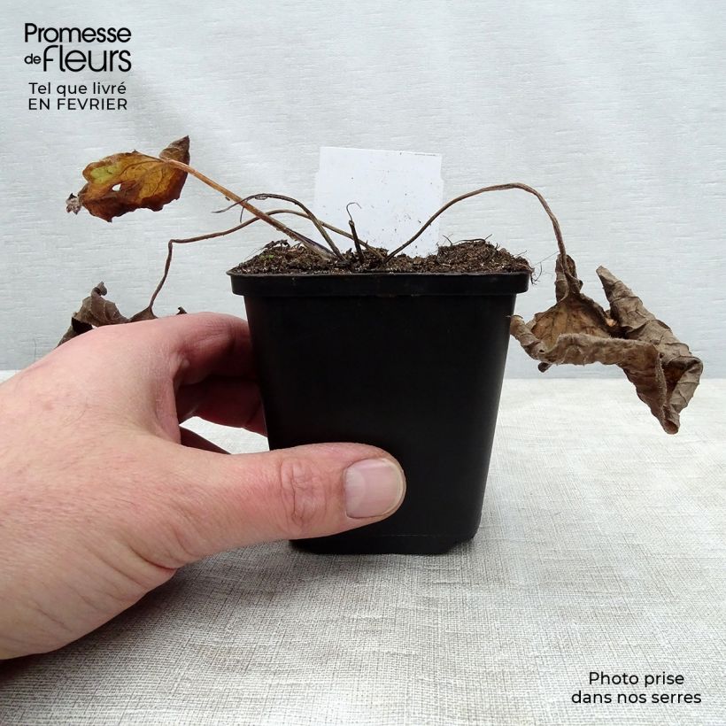 Brunnera macrophylla Vasetto da 8/9 cm esemplare consegnato in inverno