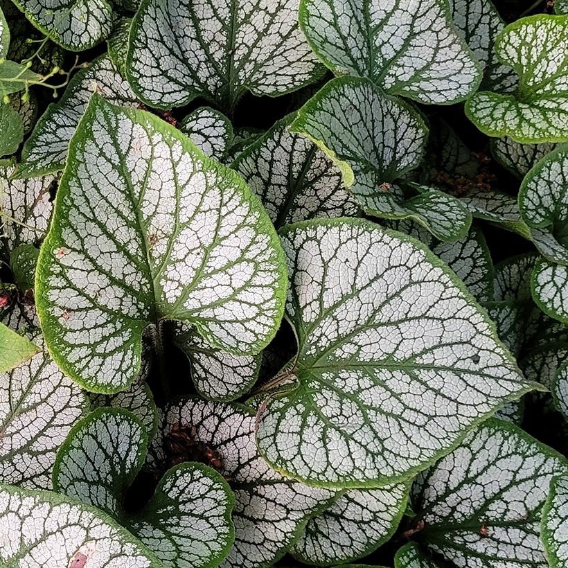 Brunnera macrophylla Queen of Hearts (Fogliame)