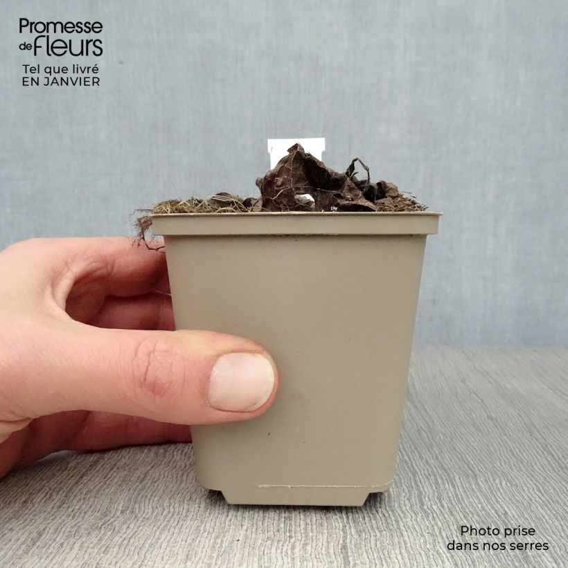 Brunnera macrophylla Silver Heart Vasetto da 8/9 cm esemplare consegnato in inverno