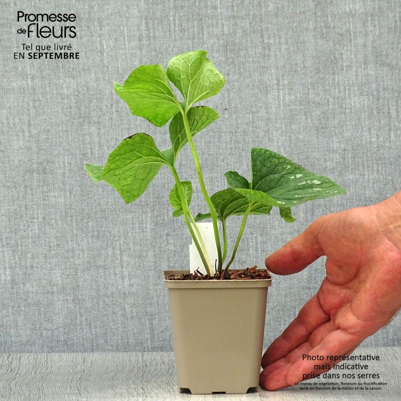 Esemplare di Brunnera macrophylla White Zebra Vasetto da 8/9 cm come consegnato in autunno