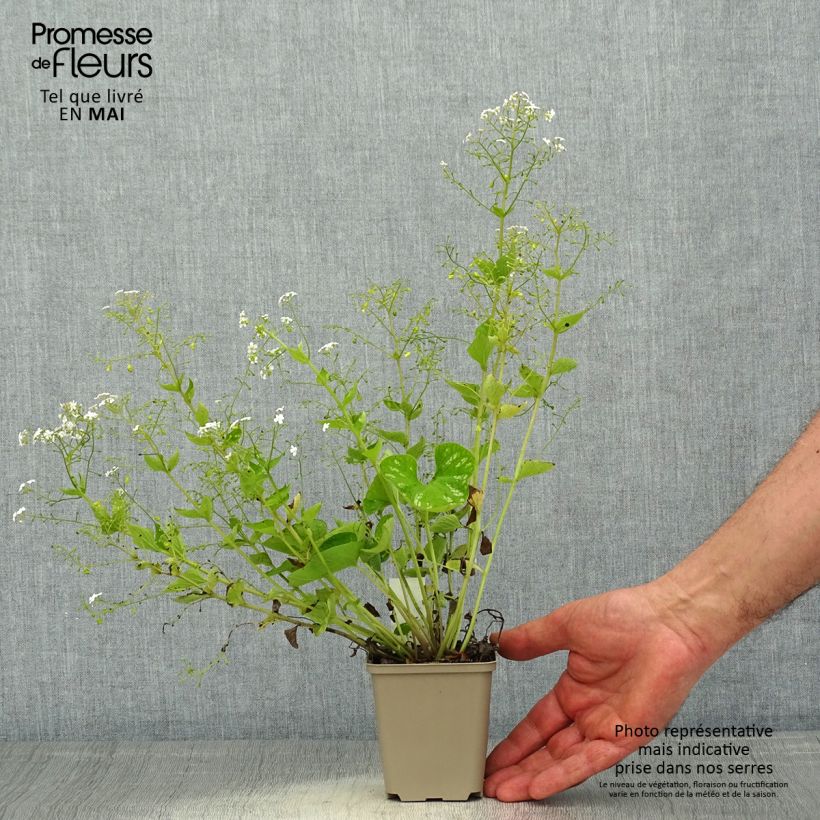 Brunnera macrophylla White Zebra Vasetto da 8/9 cm esemplare consegnato in primavera