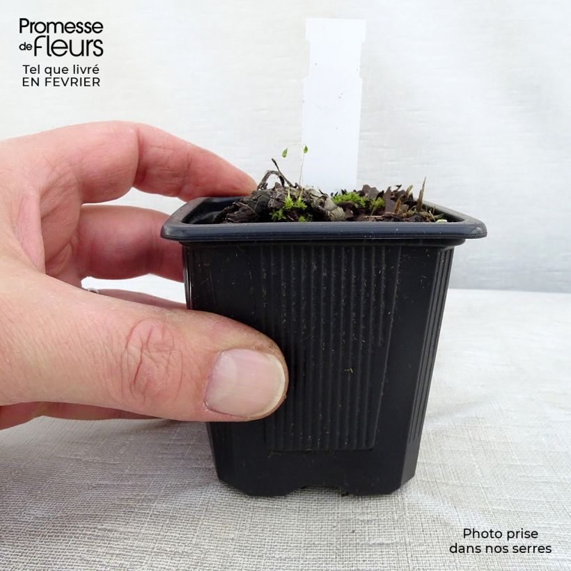 Brunnera sibirica Vasetto da 8/9 cm esemplare consegnato in inverno