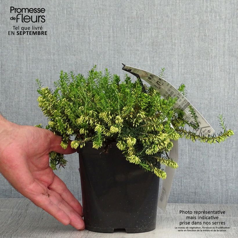 Esemplare di Erica carnea Isabell Vaso da 2L/3L come consegnato in autunno