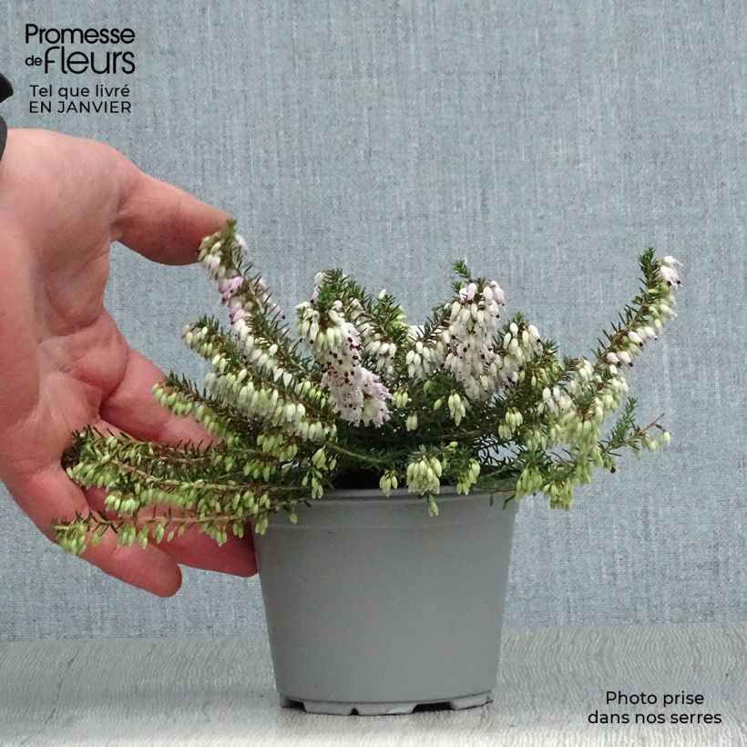 Erica carnea December Red Vasetto da 8/9 cm esemplare consegnato in inverno