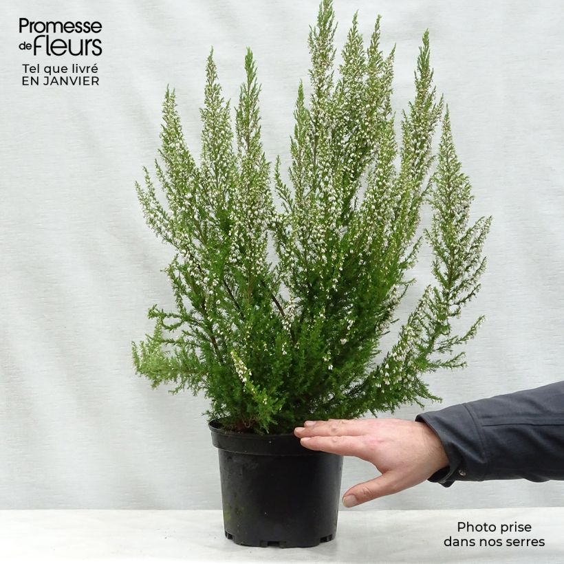 Erica arborea Great Star Le Vasterival Vaso da 4L/5L esemplare consegnato in inverno