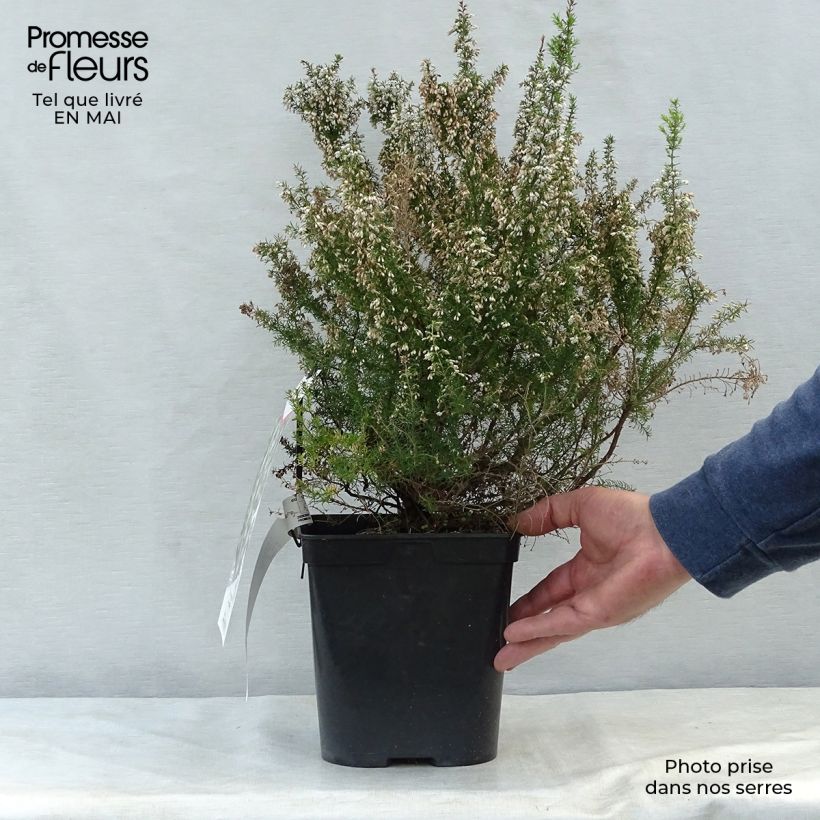Erica arborea Pink Joy Vaso da 4L/5L esemplare consegnato in primavera