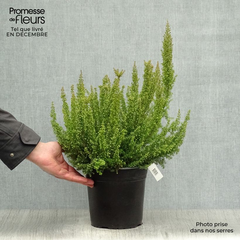 Erica arborea Pink Joy Vaso da 4L/5L esemplare consegnato in inverno
