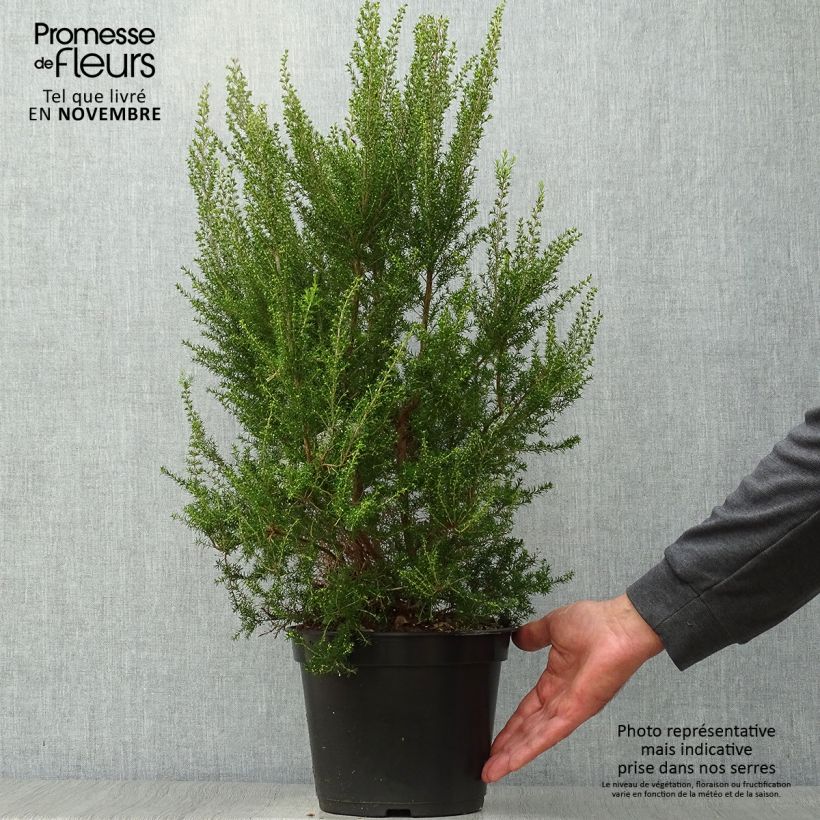 Esemplare di Erica arborea Pink Joy Vaso da 4L/5L come consegnato in autunno