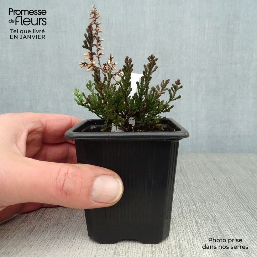 Calluna vulgaris Marlies - Brugo Vasetto da 8/9 cm esemplare consegnato in inverno