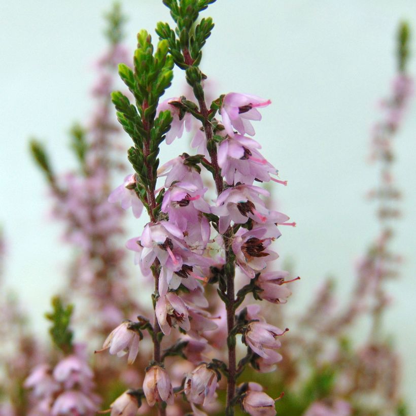 Calluna vulgaris Spring Torch - Brugo (Fioritura)