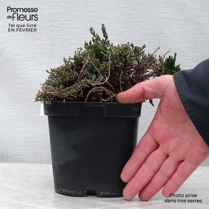 Calluna vulgaris Spring Torch - Brugo Vasetto da 8/9 cm esemplare consegnato in inverno