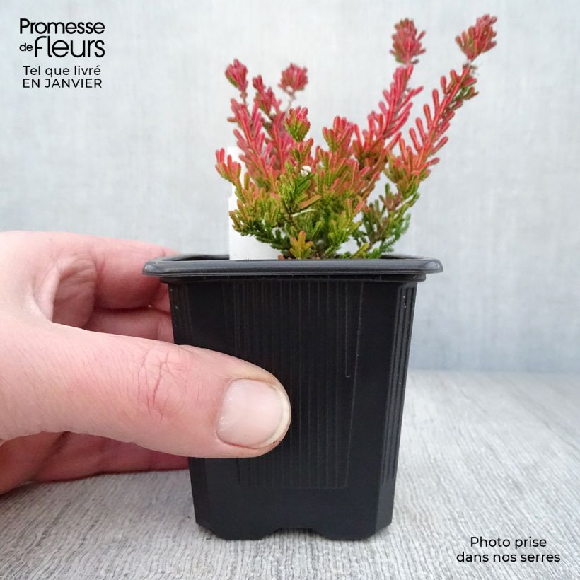 Calluna vulgaris Winter Chocolate - Brugo Vasetto da 8/9 cm esemplare consegnato in inverno