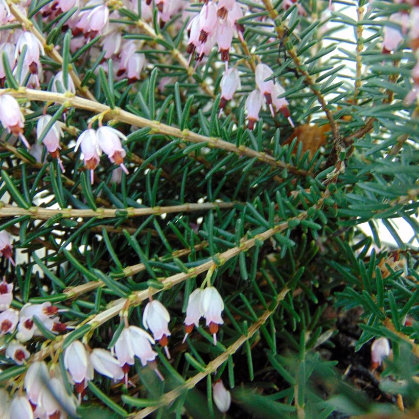 Erica darleyensis Ghost Hills (Fogliame)