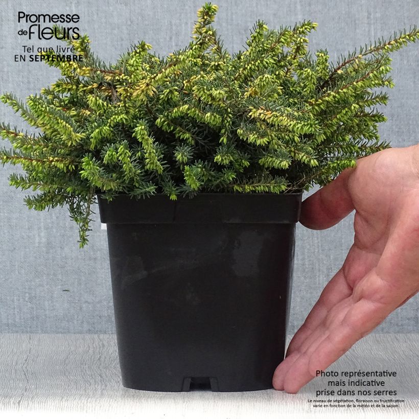 Esemplare di Erica darleyensis Kramer's Rote Vaso da 2L/3L come consegnato in autunno