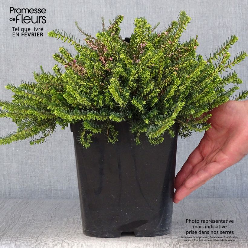 Esemplare di Erica darleyensis Trio Vaso da 3L/4L come consegnato in autunno
