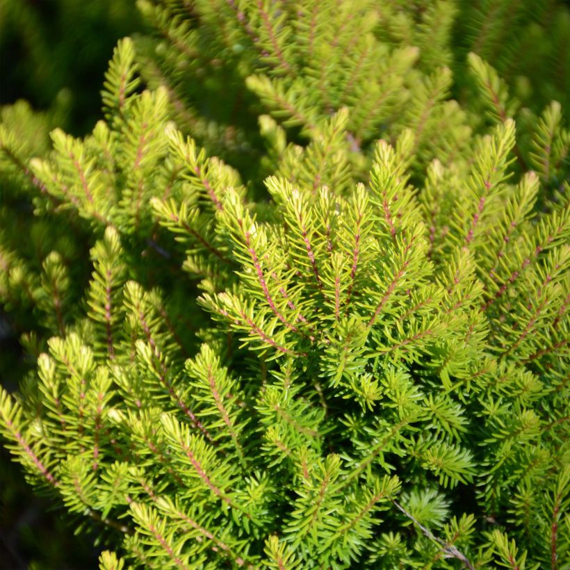 Erica darleyensis Winter Belles Tylou (Fogliame)