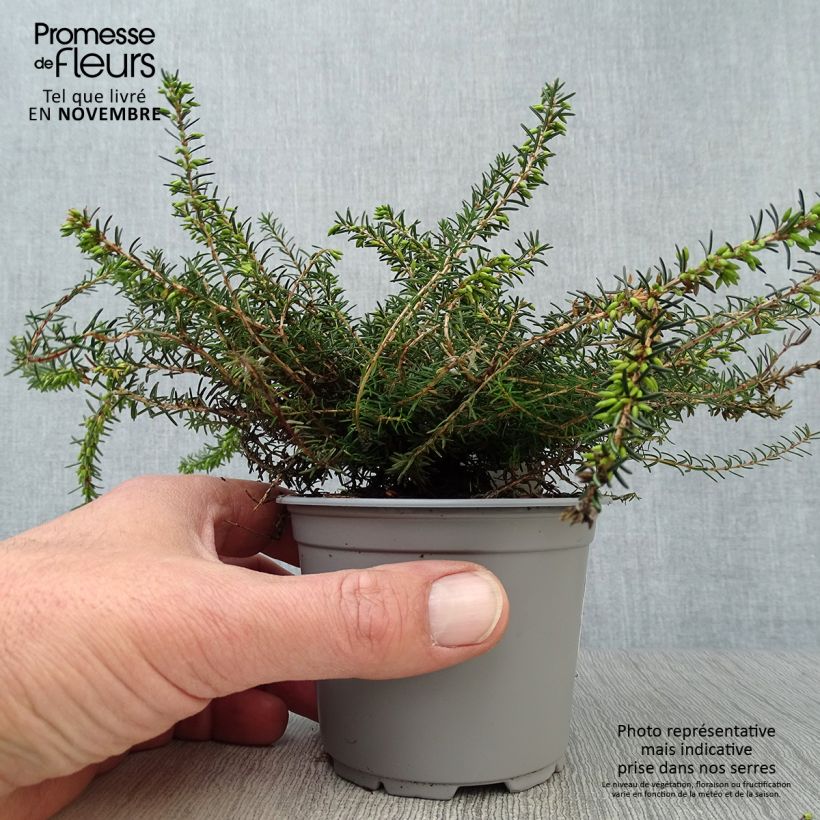 Esemplare di Erica darleyensis Kramer's Rote Vasetto da 8/9 cm come consegnato in autunno