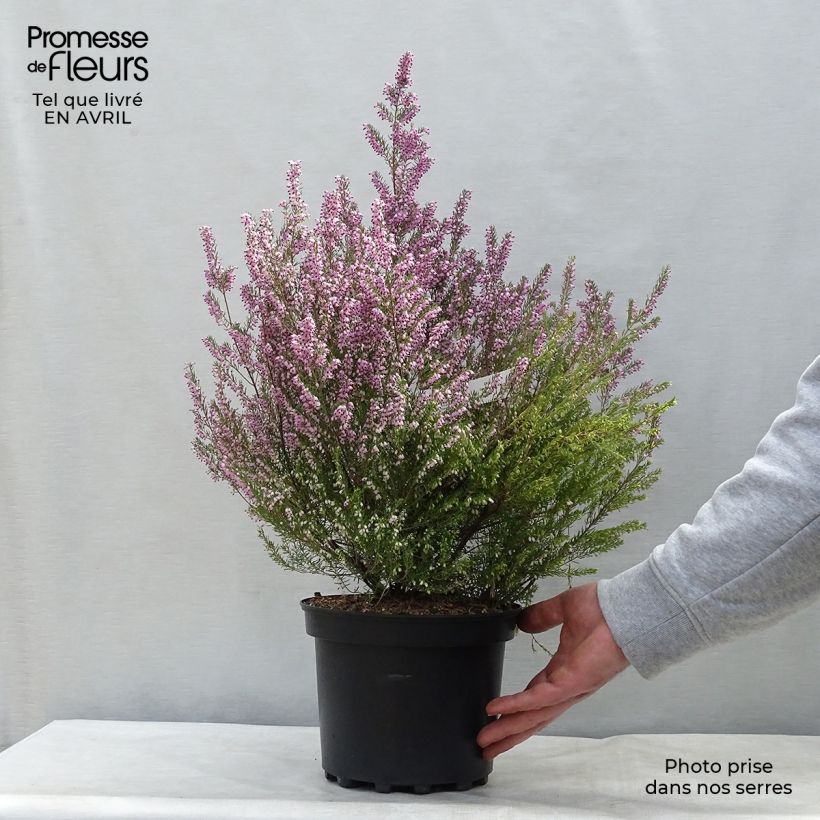 Erica mediterranea Vaso da 3L/4L esemplare consegnato in primavera
